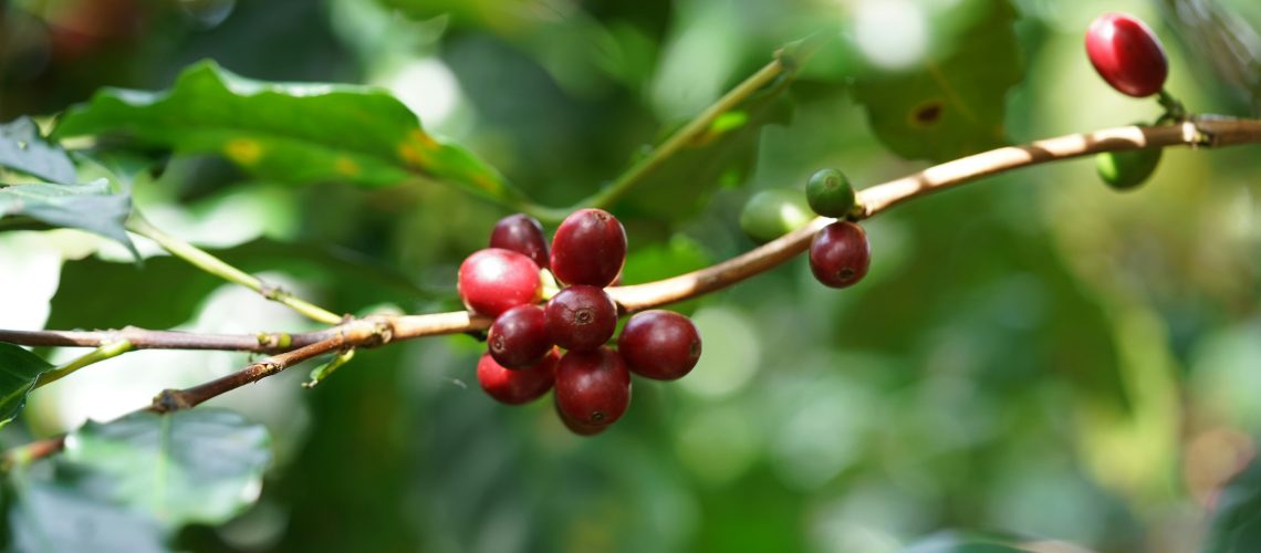 pexels-1500mcoffee-29639314